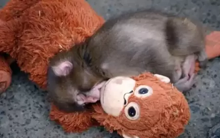 Punch, el mono viral