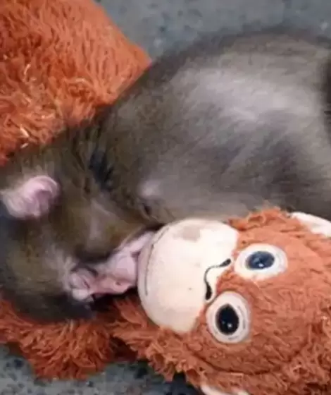 Punch, el mono viral