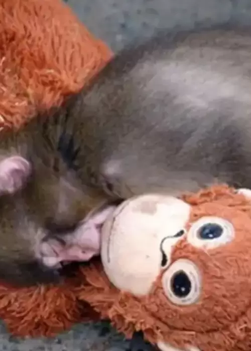 Punch, el mono viral