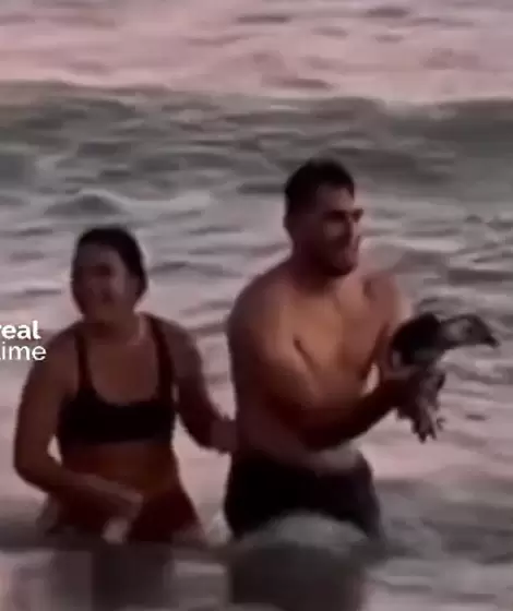 Indignaci�n en Monte Hermoso: una pareja sac� del agua a un ping�ino y las redes estallaron