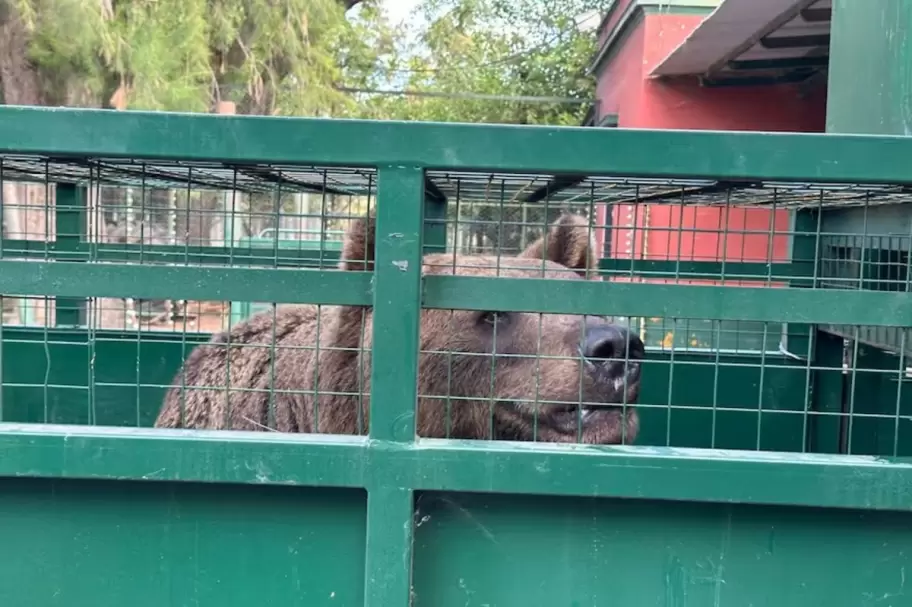 En las �ltimos d�as se concret� el traslado de Gordo y Florencia, dos osos pardos
