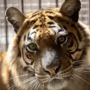 Dos osos y una tigresa dejan el Zoológico de Luján: el vuelo que los aleja del cautiverio