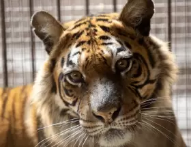 Flora viajar� hacia un santuario especializado en grandes felinos ubicado en �msterdam