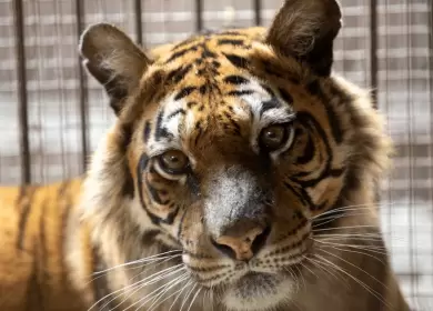 Flora viajar� hacia un santuario especializado en grandes felinos ubicado en �msterdam