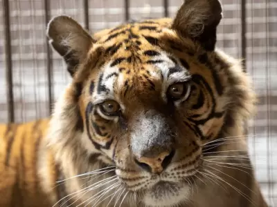 Flora viajar� hacia un santuario especializado en grandes felinos ubicado en �msterdam