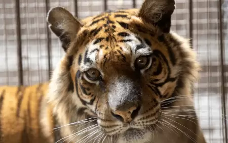 Flora viajar� hacia un santuario especializado en grandes felinos ubicado en �msterdam