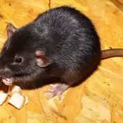 Muri� un polic�a por hantavirus en Bariloche: la preocupaci�n es total