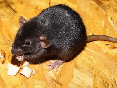 Roedores son los principales transmisores del virus