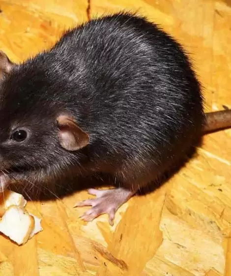 Roedores son los principales transmisores del virus