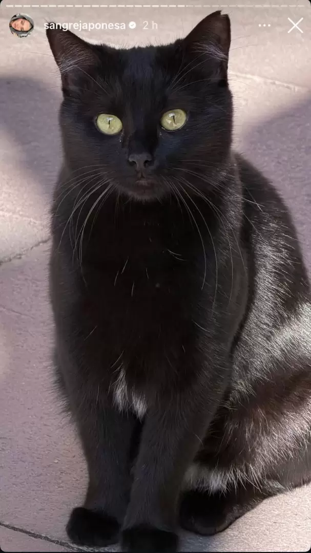 �Magia negra? La China Su�rez comparti� un gato negro en sus historias en medio de la pol�mica por el vestido