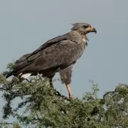 La ciencia argentina lo hace de nuevo: transmiten en vivo el crecimiento de un pich�n de �guila coronada