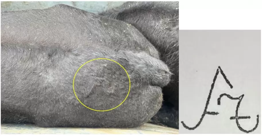 La Joya Agro" denunció ante millones de seguidores la "desaparición" de 190 cabezas de ganado.