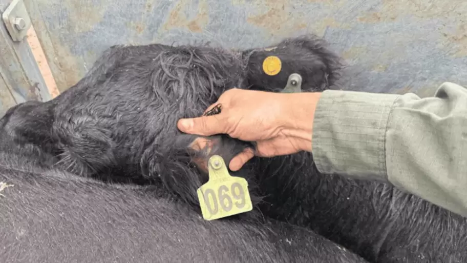 La Joya Agro" denunció ante millones de seguidores la "desaparición" de 190 cabezas de ganado.