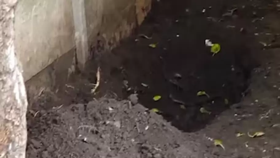 Claypole: un nene cav� en el patio y encontr� el cuerpo de su madre enterrado