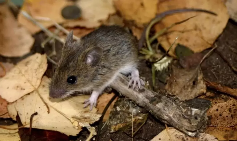 El hantavirus�proviene de roedores infectados