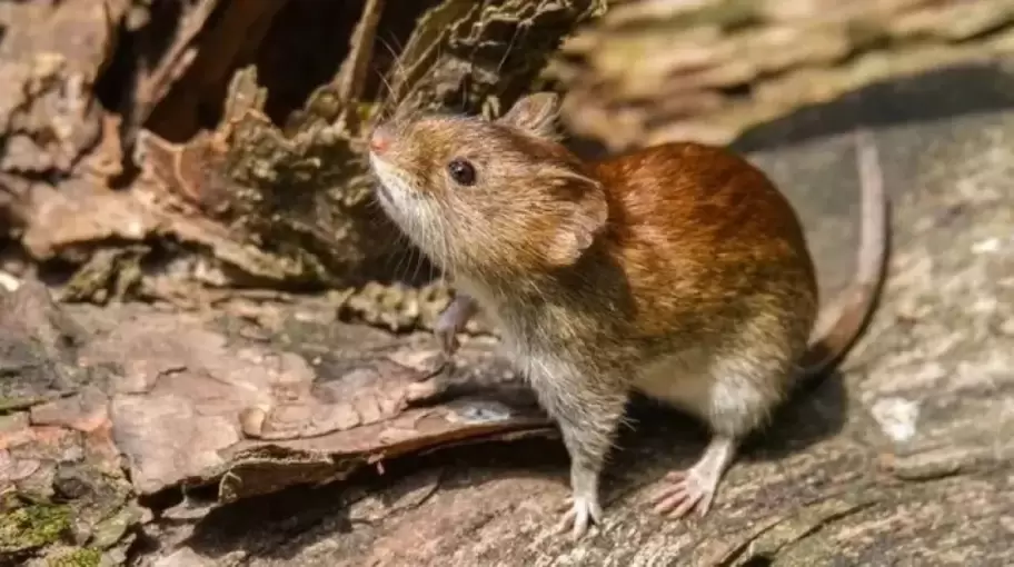 El hantavirus�proviene de roedores infectados