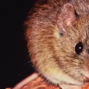 Alerta en Bariloche: confirman un caso de hantavirus con posible origen en el norte del pa�s
