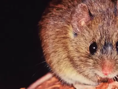 El hantavirus�proviene de roedores infectados