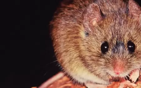 El hantavirus�proviene de roedores infectados