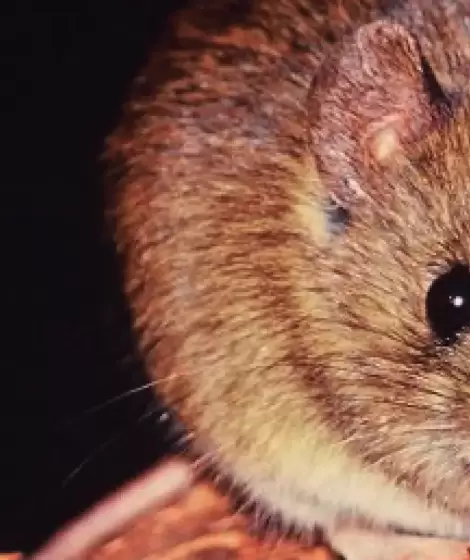 El hantavirus�proviene de roedores infectados
