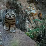 Apareci� un gato andino en Malarg�e y todo es felicidad: qu� se sabe este felino patag�nico en peligro de extinci�n