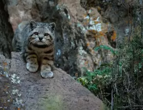 Gato andino. Foto: Juan Reppucci