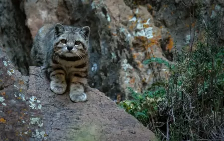 Gato andino. Foto: Juan Reppucci