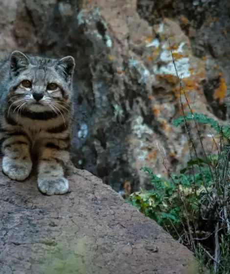 Gato andino. Foto: Juan Reppucci