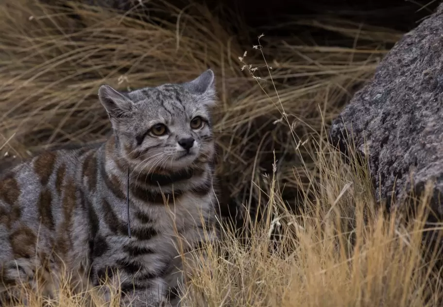 Gato andino. Foto: Juan Reppucci