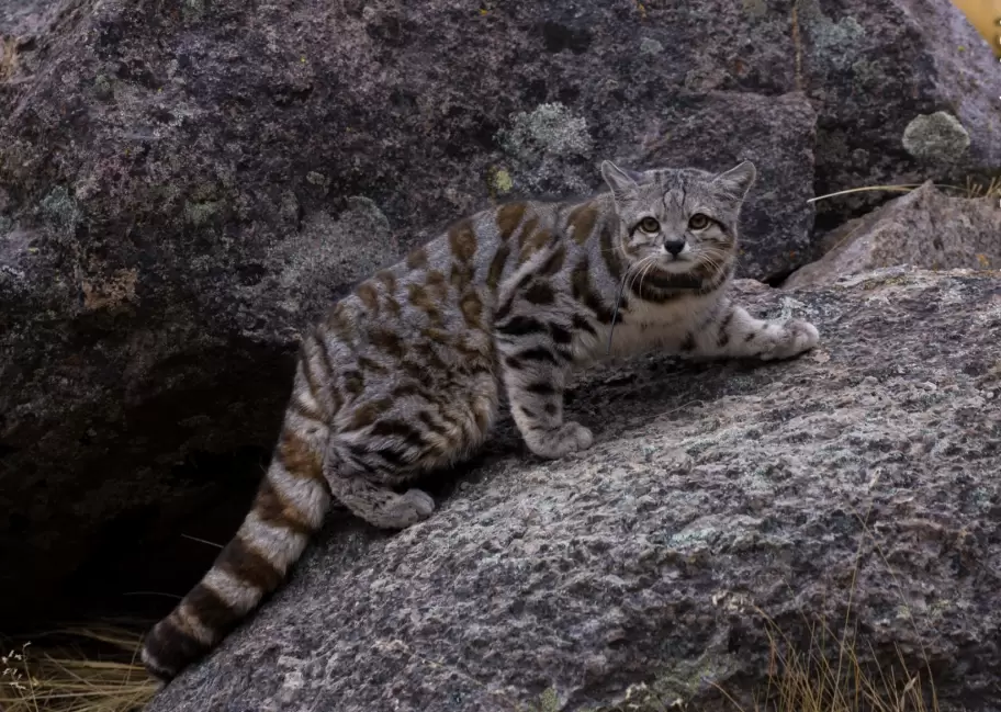 Gato andino. Foto: Juan Reppucci