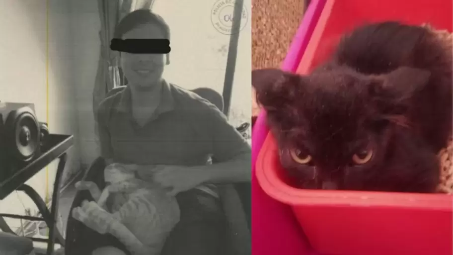 Denuncian que un joven adoptaba gatos para torturarlos y matarlos