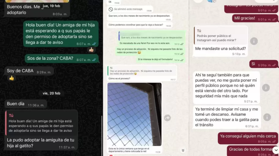 Denuncian que un joven adoptaba gatos para torturarlos y matarlos