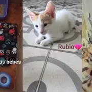 Denuncian que un joven adoptaba gatos para torturarlos y matarlos: sospechan que cocinaba la carne para repartirla entre personas vulnerables