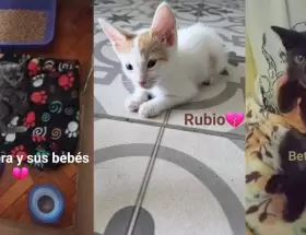 Denuncian que un joven adoptaba gatos para torturarlos y matarlos
