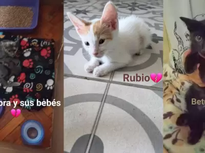 Denuncian que un joven adoptaba gatos para torturarlos y matarlos