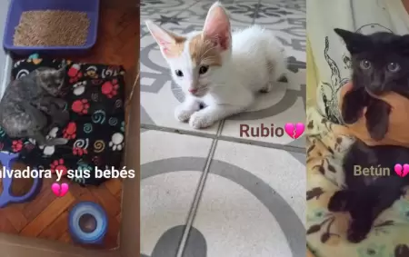 Denuncian que un joven adoptaba gatos para torturarlos y matarlos