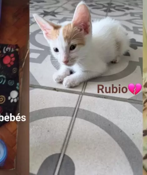 Denuncian que un joven adoptaba gatos para torturarlos y matarlos