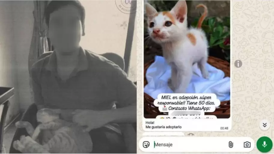 Denuncian que un joven adoptaba gatos para torturarlos y matarlos