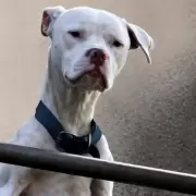 Rescatan al perrito desnutrido de la casa del acusado de femicidio de Agostina Vega