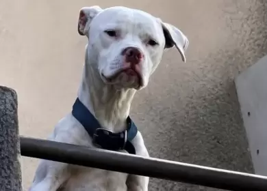 Agosto, el perrito que estaba en la casa de Barrelier