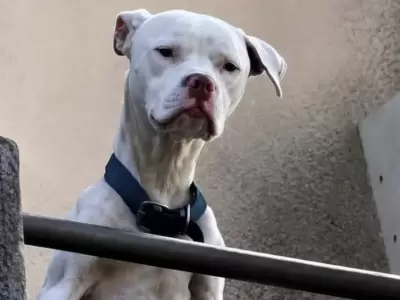 Agosto, el perrito que estaba en la casa de Barrelier
