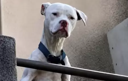 Agosto, el perrito que estaba en la casa de Barrelier
