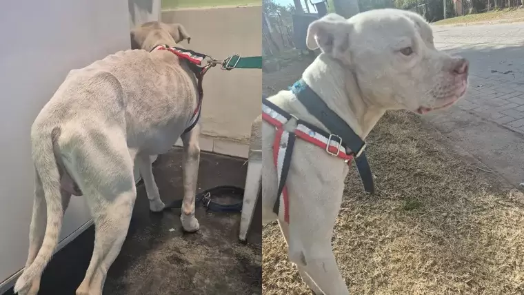 Agosto, el perrito que estaba en la casa de Barrelier