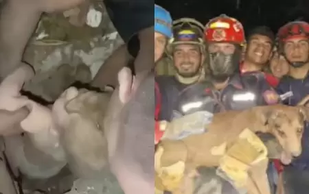 Un beb� y un perro entre los rescates m�s dram�ticos tras el terremoto en Venezuela.