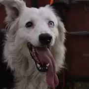 El �ltimo servicio de Tsunami: se retira el perro rescatista que conmueve desde los escombros en Venezuela