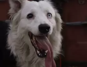 El perro rescatista Tsunami, que cumple su �ltimo servicio en el terremoto de Venezuela.