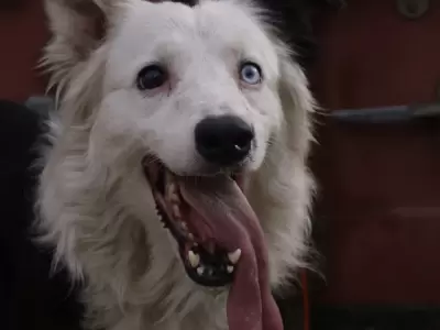 El perro rescatista Tsunami, que cumple su �ltimo servicio en el terremoto de Venezuela.