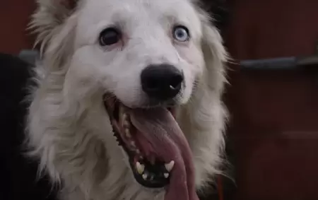 El perro rescatista Tsunami, que cumple su �ltimo servicio en el terremoto de Venezuela.