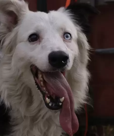El perro rescatista Tsunami, que cumple su �ltimo servicio en el terremoto de Venezuela.