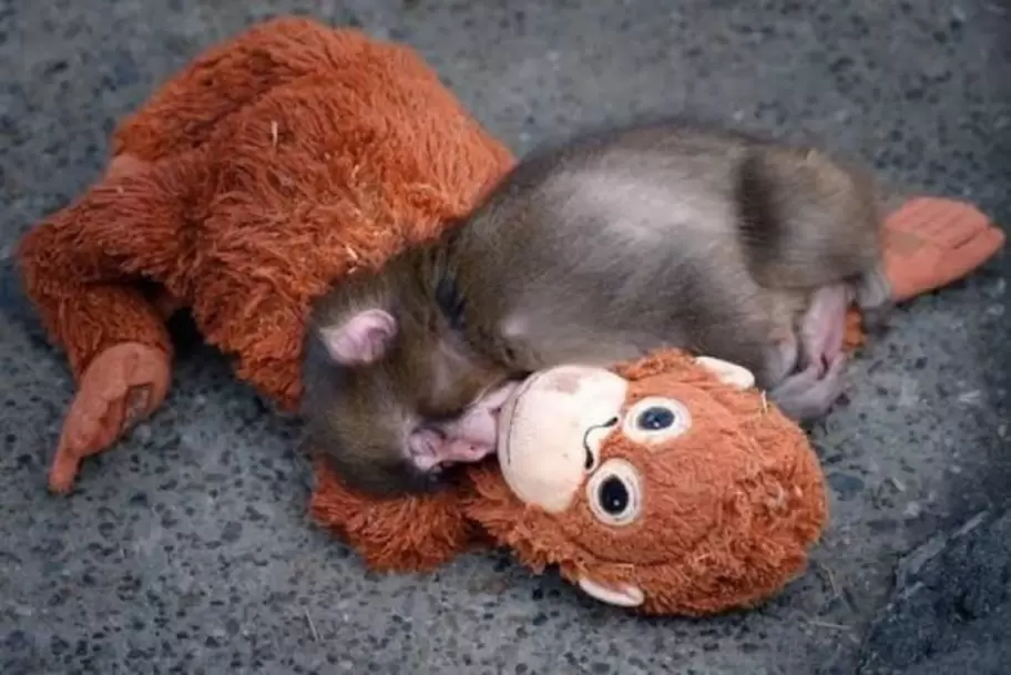 Punch sigue durmiendo con su peluche